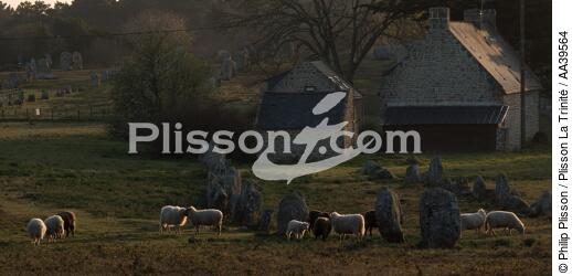 Moutons dans les Alignements de Carnac - © Philip Plisson / Plisson La Trinité / AA39564 - Nos reportages photos - Faune et Flore