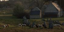 © Philip Plisson / Pêcheur d’Images / AA39564 Sheep in the Carnac Alignments - Photo Galleries - Plage de Donnant