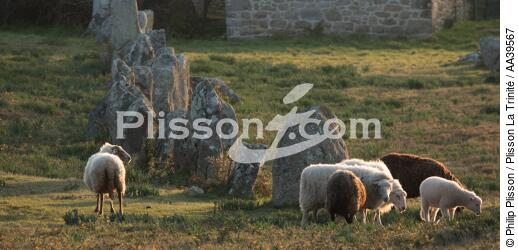 Moutons dans les Alignements de Carnac - © Philip Plisson / Plisson La Trinité / AA39567 - Nos reportages photos - Vue non aérienne