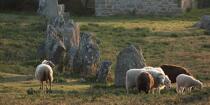 © Philip Plisson / Plisson La Trinité / AA39567 Sheep in the Carnac Alignments - Photo Galleries - France