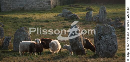 Moutons dans les Alignements de Carnac - © Philip Plisson / Plisson La Trinité / AA39568 - Nos reportages photos - Site [56]