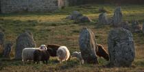 © Philip Plisson / Plisson La Trinité / AA39568 Sheep in the Carnac Alignments - Photo Galleries - Mammal