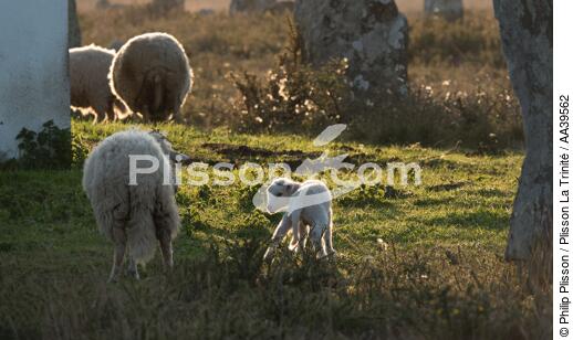 Moutons dans les Alignements de Carnac - © Philip Plisson / Plisson La Trinité / AA39562 - Nos reportages photos - Bretagne