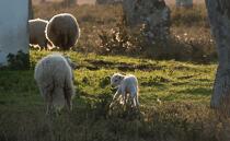 © Philip Plisson / Plisson La Trinité / AA39562 Sheep in the Carnac Alignments - Photo Galleries - Keywords
