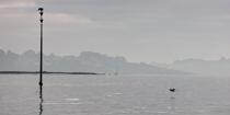 © Philip Plisson / Pêcheur d’Images / AA39608 Cardinale sud dans le Golfe du Morbihan - Nos reportages photos - Signalisation maritime