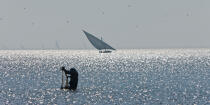 Sur le lac Burullus - Egypte © Philip Plisson / Plisson La Trinité / AA39842 - Nos reportages photos - Egypte