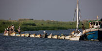 Sur le lac Manzala - Egypte © Philip Plisson / Pêcheur d’Images / AA39778 - Nos reportages photos - Hydrologie