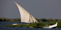 Sur le lac Manzala - Egypte © Philip Plisson / Pêcheur d’Images / AA39783 - Nos reportages photos - Vieux gréement