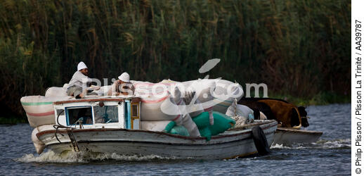 Sur le lac Manzala - Egypte - © Philip Plisson / Plisson La Trinité / AA39787 - Nos reportages photos - Couleur