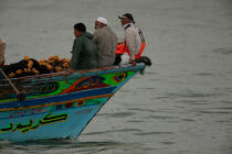 Pêche devant Alexandrie - Egypte © Philip Plisson / Pêcheur d’Images / AA39807 - Nos reportages photos - Activité maritime