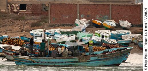 Fishing in front of Alexandria - Egypt - © Philip Plisson / Plisson La Trinité / AA39806 - Photo Galleries - Philip Plisson