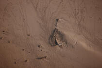 Epave sur le Delta du Nil - Egypte © Philip Plisson / Pêcheur d’Images / AA39816 - Nos reportages photos - Bateau