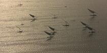 Sur le lac Burullus - Egypte © Philip Plisson / Pêcheur d’Images / AA39854 - Nos reportages photos - Pays étranger