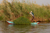 Sur le lac Manzala - Egypte © Philip Plisson / Pêcheur d’Images / AA39861 - Nos reportages photos - Pays étranger