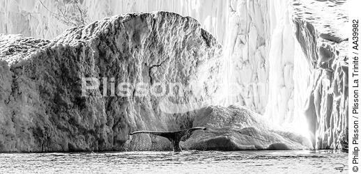 Queue de baleine en baie de Disco - © Philip Plisson / Plisson La Trinité / AA39982 - Nos reportages photos - Arctique